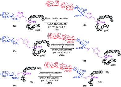 Endo-A catalysed transglycosylation of glycopeptides 12–14; see ESI for full details.