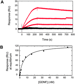 Surface plasmon resonance of GDNF binding to CS glycopolymers 1 and 15. GDNF at varying concentrations (2, 1, and 0.5 nM) binds to the CS-E sulfated glycopolymer (red), but not the unsulfated polymer (black). (B) The dissociation constant (KD) for the interaction between 1 and GDNF was measured by plotting the response at equilibrium for varying concentrations of GDNF. Nonlinear regression analysis gave a KD of 6 ± 1 nM.