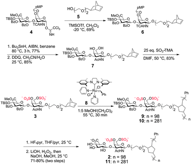Synthesis of Norbornene-based CS Glycopolymers