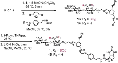 Synthesis of Biotin End-Functionalized CS Glycopolymers