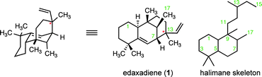 Proposed structure of edaxadiene. Stereochemistry is undefined at the starred (*) carbon.