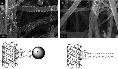 SEM images of in-house CNTs grafted with (a) MTEMA and (b) LMA after exposure to a dispersion of gold nanoparticles, followed by thorough washing in both cases.