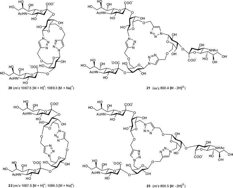 Proposed structures for products of the Trypanosoma cruzi trans-sialidase-catalyzed sialylation of cyclic pseudo-oligosaccharides 14, 15, 18 and 19 with MUNANA.