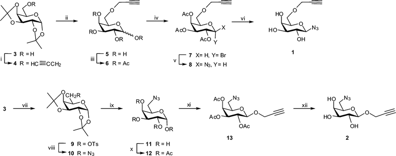 Synthesis of building blocks 1 and 2. Reagents and conditions: (i) CHCCH2Br, NaH, DMF, 89%; (ii) 80% aq. CF3CO2H, 93%; (iii) Ac2O, pyridine, 100%; (iv) 33% HBr/AcOH, 89%; (v) NaN3, aq. NaHCO3, Bu4NHSO3, CH2Cl2, 52%; (vi) NaOMe, MeOH, 90%; (vii) p-TsCl, C5H5N, 62%; (viii) NaN3, DMF, 100%; (ix) 80% aq. CF3CO2H, 90%; (x) Ac2O, C5H5N, 94%; (xi) HCCCH2OH, BF3·Et2O, 38%; (xii) NaOMe, MeOH, 86%.