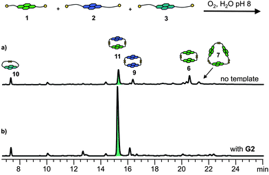 HPLC traces of the mixed DCLs of 5 mM (1.6 mM each) of 1, 2 and 3 (a) without template, and (b) with 2.5 mM of G2. Absorbance was monitored at 383 nm.22