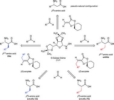 Overview of the synthesis of β-amino acids and their configuration from gulose-derived auxiliaries. The opposite enantiomers of those shown may be prepared from the l-gulose-derived auxiliary.