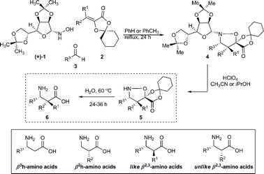 Three-step synthesis of enantiopure βh3, βh2, and β2,3-amino acids by isoxazolidine fragmentation.