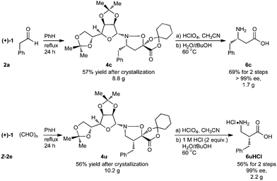 Preparative scale synthesis of enantiopure (S)-β3h-phenylalanine and (R)-β2h-phenylalanine without chromatography.