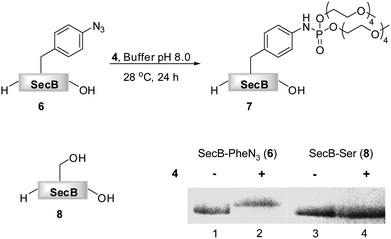 Transformation of azido-protein 6 (5 μM) into 7 with PEG-phosphite 4 (8–25 mM) in phosphate buffer at pH 8.0 for 24 h at 28 °C (Lane 2). 6 (Lane 1) and 8 (Lane 3) in the absence of 4, as well as 8 in the presence of 4 (Lane 4) did not undergo modification as shown by Coomassie stained SDS-PAGE gel.