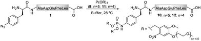 Conversion of azido-peptide 1 into photo-sensitive phosphoramidates 10 and 12.