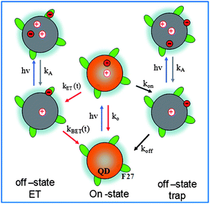 A model for on and off states in single QD-F27 complexes. In free QDs, on states correspond to those in neutral QDs, and off states are positively charged QDs formed by Auger ionization. In QD-acceptor complexes, ET from QDs to acceptors provides an additional pathway for forming off states, leading to correlated single QD interfacial ET and blinking dynamics.