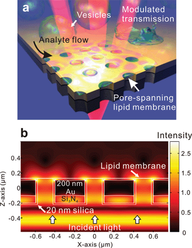 (a) Concept of a nanopore array in free-standing Au/Si3N4 films for sensing in a suspended lipid membrane environment. The optical transmission is modulated by the presence of a lipid membrane, formed by vesicle rupture, and the subsequent molecular binding on the nanopores array. Part of the lipid membrane is suspended over the nanopores, better mimicking a natural cell membrane. (b) 3-D finite-difference time-domain (FDTD) calculation of the electric field intensity on resonance (787 nm) shows the plasmonic field enhancement at the edges and corners of the nanopores, extending into the membrane region.