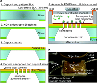 (a) A process flow for making a free-standing nanopore array chip integrated with microfluidic channels. (b) A picture of the device on the microscope stage. A single-channel PDMS flow cell was attached on the top surface to inject analytes, and the reservoir on the backside of the chip was sealed by a 300 μm thick PDMS membrane to keep both sides of the pore-spanning lipid immersed in water.