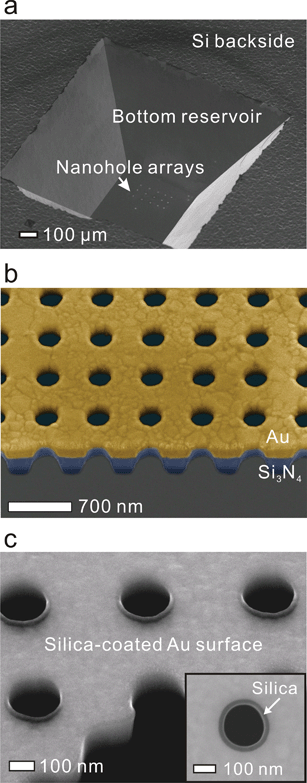 SEM images of a fabricated free-standing nanopore array chip. (a) The backside of the free-standing film with a bottom reservoir. (b) Cross-sectional image of the nanopore arrays in a free-standing Au/Si3N4 film (colorized for clarity). (c) Cross-sectional image of the nanopore array after the ALD encapsulation process. Inset: The top surface and vertical sidewall of each nanopore is uniformly coated with a 20-nm-thick silica to promote vesicle rupture.