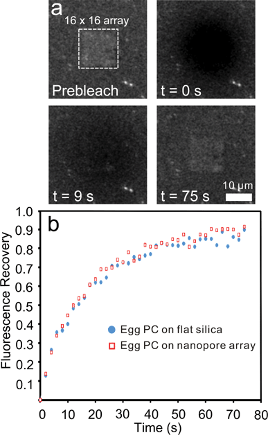 Fluorescence recovery after photobleaching (FRAP) of lipid membranes on flat silica and over nanopore arrays. (a) Frames from a FRAP experiment on an egg PC lipid membrane over a nanopore array. The time of recording for each frame is indicated in the lower left corner. The scale bar represents 10 μm. (b) Average FRAP recovery curves for an egg PC membrane over a nanopore array (red squares) and an egg PC membrane over flat silica (blue dots).