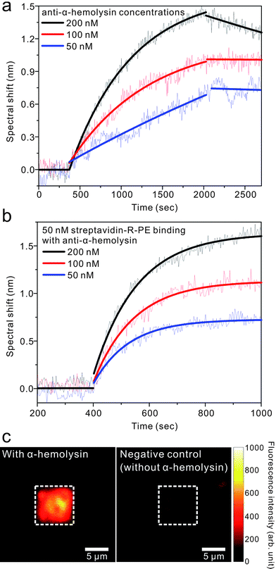 (a) Real-time kinetic measurements of anti-α-HL binding with different concentrations (50, 100, and 200 nM). The antibody solutions were injected after 5 min baseline with a PBS solution. Association curves were measured for 15 min with the flow rate of 30 μL min−1, and then, the surface was washed by the PBS solution for dissociation curves. (b) Real-time kinetic measurements of 50 nM streptavidin labeled with R-Phycoerythrin (R-PE). The three curves correspond to the three different concentrations of anti-α-HL antibodies from Fig. 4a. (c) Fluorescent images after binding of 50 nM streptavidin-R-PE onto 100 nM anti-α-HL. The negative control is performed without α-HL.