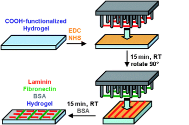 Transfer and covalent attachment of LN (red) and FN (green) nanofibrils onto PEG hydrogels. Hydrogels were copolymerized with 2-carboxyethylacrylate to introduce –COOH functional groups. Standard EDC/NHS coupling was used to couple amine functional groups on the ECM nanofibril surface to carboxyl moieties on the hydrogel surface.