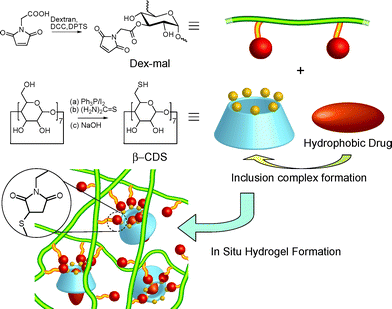 Schematic representation of the in situ hydrogel forming system in which β-CDS plays two roles: a cross-linker of dextran back bones and a host for a hydrophobic drug. Inclusion complex formation can increase the affinity of the hydrogel for hydrophobic drugs and can avoid the aggregation of drugs.