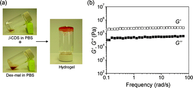 (a) Photographs of in situ hydrogel formation. Hydrogel was formed immediately after mixing solutions of β-CDS (24 mg in 400 μL PBS) and Dex-mal (DS = 17, 180 mg in 800 μL PBS). (b) Frequency dependency of storage moduli (G′) and loss moduli (G′′) of the obtained hydrogel.