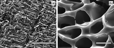 SEM images of the freeze-dried hydrogel prepared from Dex-mal (15 wt%) and β-CDS solutions; with lower and higher magnifications. Scale bars in the images (a) and (b) represent 100 and 5 μm, respectively.