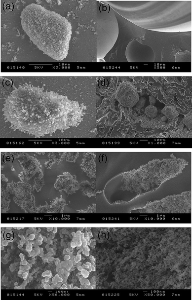 Cryo-SEM images of representative dry powder and foam samples. (a) Water drop in air coated by hydrophobic silica particles alone, (b) air bubbles coated by 8 mM SDS alone, (c) water drop in system of 4 wt% particles plus 5 mM SDS, (d) water drops within air bubbles (water-in-air-in-water) for 4 wt% particles plus 8 mM SDS, (e) air bubbles for 4 wt% particles plus 20 mM SDS, (f) air bubbles for 4 wt% particles plus 100 mM SDS, (g) close up of surface of water drop with particles alone, (h) close up of surface of air bubble for 4 wt% particles plus 20 mM SDS. Scale bars are on each image.