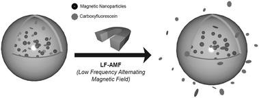 Sketch of CoFe2O4 nanoparticle-embedded liposomes containing carboxyfluorescein (CF) and subsequent CF release upon application of low frequency alternating magnetic field (LF-AMF).