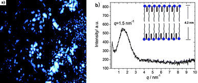 Lamellar phase of the lower phase in CTAB/AzoNa solution after exposed to 365 nm UV light at state two: (a) microscopy under polarizer (scale bar = 50 μm); (b) SAXS profile of the lamellar phase.