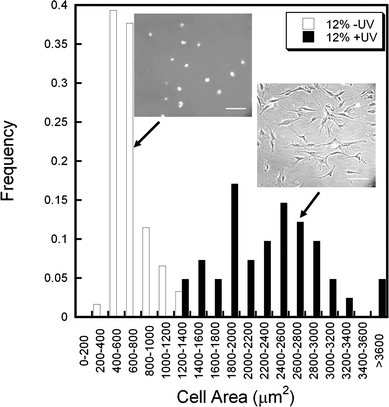 Distribution of hMSC spreading on “soft” (12% DTT −UV, white) and “stiff” (12% DTT +UV, black) hydrogels 24 h after seeding. Two distinct populations are evident as the stiffer hydrogel promotes greater cell spreading and a wider distribution of spread areas. Representative images are shown for each population, scale bar = 200 µm.