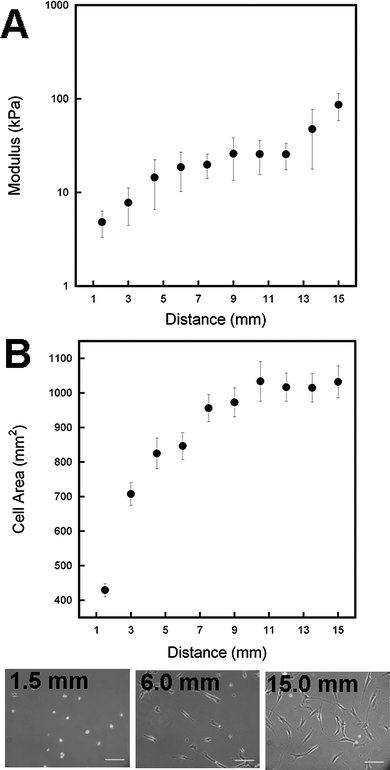 Mechanical gradients were achieved using a sliding photomask to locally vary the light exposure time and thus mechanics nearly two orders of magnitude across a single gel (A). hMSC response to the mechanical gradient shows increased cell spreading with increasing exposure until a maximal spread area is achieved (B). Representative images at different distances (exposures) along the gradient gel. Scale bar = 200 µm.