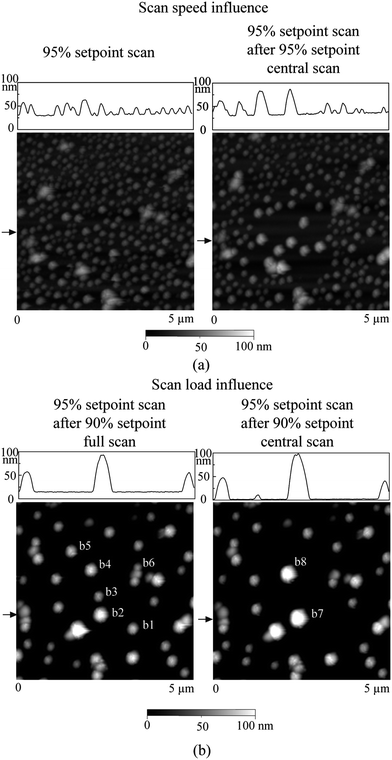 Sequence of nanobubble images obtained in the same 5 μm × 5 μm scan area with (a) 95% amplitude setpoint scan (left); 95% amplitude setpoint scan preceded by scanning with 95% amplitude setpoint in central 2 μm × 2 μm area for two times (right). Nanobubble coalescence is observed with lower scan speed in the central area. (b) 95% amplitude setpoint scan preceded by scanning with 90% amplitude setpoint in full 5 μm × 5 μm scan area (left); and 95% amplitude setpoint scan preceded by scanning with 90% amplitude setpoint in central 2 μm × 2 μm area for two times (right). Further coalescence of nanobubbles is observed. Section profiles are taken at locations shown by arrows in AFM images.12