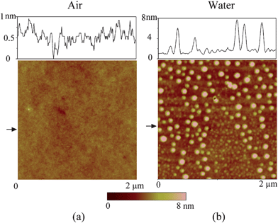 Comparison of images of PS coated silicon wafer using tapping mode AFM in (a) air and (b) DI water. Two groups of size of nanobubbles can be observed. The section profiles are taken at positions shown by arrows in AFM images and show structures of sample surface and nanobubbles.116