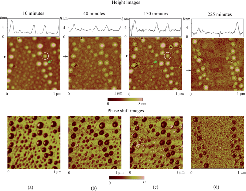 Sequence of nanobubble height images and phase shift images as a function of time immersed in DI water in 1 μm× 1 μm scan area: (a) 10 min; (b) 40 min; (c) 150 min; and (d) 225 min. Rims appear in (b). Small nanobubbles gradually disappear, leaving nanoindents at corresponding sites, one of which is pointed out by an arrow in (c) and finally small nanobubbles disappear in (d). The section profiles are taken at positions shown by arrows in AFM images. From section profiles, one can see that rims appear from 40 min and gradually grow up with immersion time. The nanobubble pointed out in (a) is used to calculated nanobubble inner pressure and the ones circled by white circles in the first and third images are used to show rim structures through 3D images.116