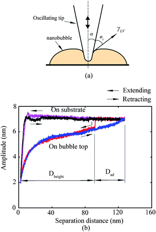 (a) Schematic of interaction between cantilever tip and nanobubble, and (b) amplitude signal as a function of separation distance during extending and retracting modes with a tapping cantilever tip on the PS substrate and a nanobubble top. The amplitude gradually decreases with decreasing separation distance for the nanobubble as compared with that on PS substrate.12