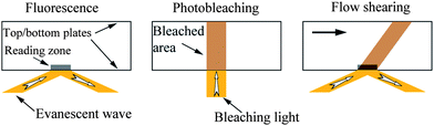 Schematic of TIR-FRAP measurement of boundary condition of fluid flow between two planar plates. An evanescent wave is first used to excite the fluorescent probes to give a reference fluorescent intensity value (left). Then a high power vertical beam photobleaches the probes for a short time (middle). Meanwhile, the top planar substrate begins to move to bring the photobleached probes away with fluid flows, and the new probes are brought into the reading zone, and the intensity value is thus recovered back to the reference value (right). By monitoring the fluorescence intensity, the velocity at the wall is observed.