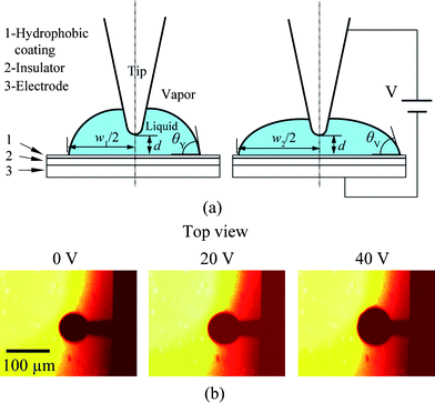 (a) Schematic of a liquid droplet without (left) and with (right) an applied potential V. Before applying V, the contact angle is θY with diameter of w1. When V is applied, the contact angle decreases to θV, and diameter of the droplet increases to w2. During experiment, the distance d between the bottom of the tip and the sample surface is kept as 3 μm. (b) Top view of a droplet attached by the AFM cantilever with different applied potentials. The diameter increases with increasing potentials.113