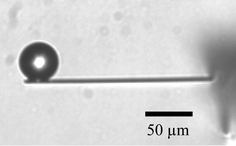 Optical microscopy image of the side view of a probe obtained by gluing a glass sphere at the end of a rectangular cantilever with a tip.