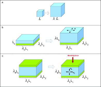 Several cases of homogeneous swelling. (a) Free swelling. (b) Swelling subject to biaxial constraint. (c) Swelling under triaxial constraint.