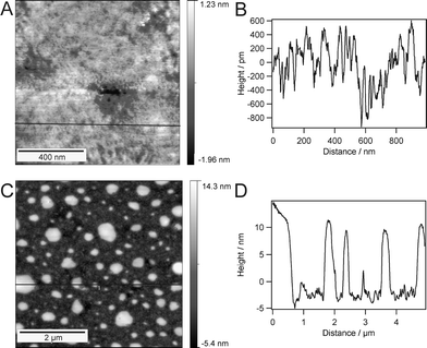 AFM images of the supported polymer bilayer after different drying stages: after 1.5 h of drying (A) with the corresponding section (B), and after 12 h of drying (C) with the corresponding section (D).