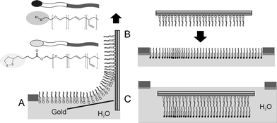 Monolayer and bilayer formation: In (A), the substrate is covalently coated with a monolayer of sulfur-functionalized polymer on the dipper upstroke. (B) and (C) show the Langmuir-Schaefer transfer by pressing the monolayer through the air-water interface.