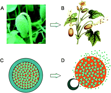 (A) A picture of squirting cucumber (http://www.lnkp.gov.cn/huanbao/c1/200905/7861.html); (B) A schematic illustration of squirting cucumbers ejecting seeds together with a stream of mucilaginous liquid (http://xyzw.plantlib.net/plant/plant/09/0902.htm); (C) A microcapsule with crosslinked PNIPAM hydrogel shell containing nanoparticles in the inner water phase of W/O emulsion core at a temperature below the LCST; (D) Nanoparticles being squirted out from the microcapsule together with the oil phase stream due to the dramatic shrinkage and sudden rupture of the PNIPAM hydrogel shell triggered by increasing the environmental temperature above the LCST.