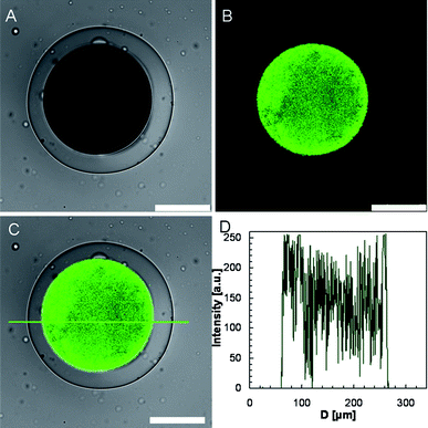 CLSM images of the prepared microcapsule at room temperature, in which (A) shows the transmission channel image, (B) shows the green channel image, and (C) shows the overlay of green channel and transmission channel images. The scale bars are 100 μm. (D) The fluorescence intensity profile corresponding to (C).