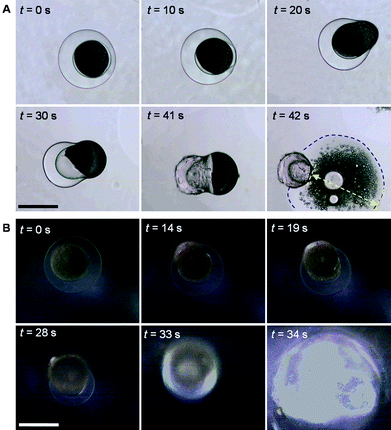 Bright-field (A) and dark-field (B) microscope snapshots of thermo-triggered squirting of nanoparticles from microcapsules by increasing the environmental temperature from 20 °C to 50 °C. The blue dashed line in (A) indicates the propagating front of the squirted liquid containing nanoparticles, and the yellow arrow shows the propagating distance of the squirted liquid containing nanoparticles. The scale bars are 200 μm.