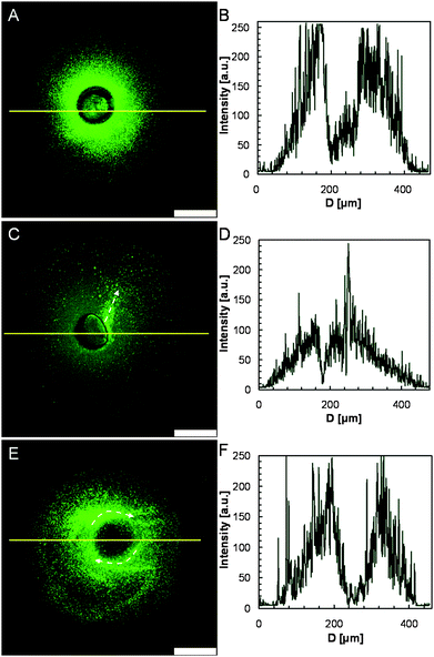 CLSM images (A, C, E) of diverse distributions of nanoparticles squirted from microcapsules triggered by local heating, and their fluorescence intensity profiles (B, D, F), respectively. The white arrows indicate the squirting direction. The scale bars are 100 μm.