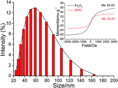 Size distribution of SPIO. Inset: magnetization curves of SPIO (red) and Fe3O4 (black).