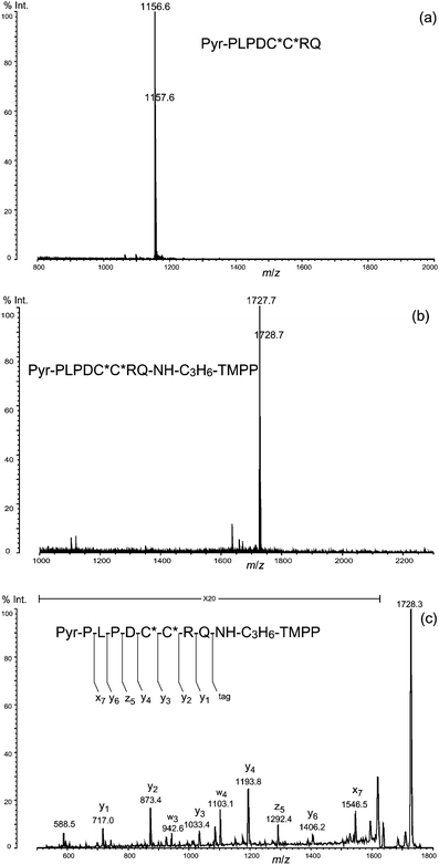 (a) Isolated N-terminal peptide of orexin A (human). (b) Derivatization of the N-terminal peptide with TMPP-propylamine. (c) MS/MS spectrum of the derivatized N-terminal peptide. C*: S-carbamidomethyl cysteine residue; Pyr: pyroglutamic acid residue.