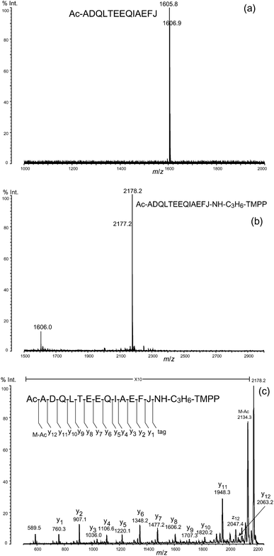 (a) Isolated N-terminal peptide of calmodulin (bovine). (b) Derivatization of the N-terminal peptide with TMPP-propylamine. (c) MS/MS spectrum of the derivatized N-terminal peptide J: homoarginine residue.