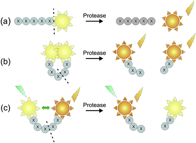 Different designs of fluorescent substrate reporters for the imaging of protease activity. (a) Reporter substrate based on a quenched peptide-bound fluorophore. (b) Reporter substrate in which the fluorophore is quenched by close proximity to a quencher molecule. (c) Reporter substrate based on fluorescence resonance energy transfer (FRET) (adapted from ref. 49).