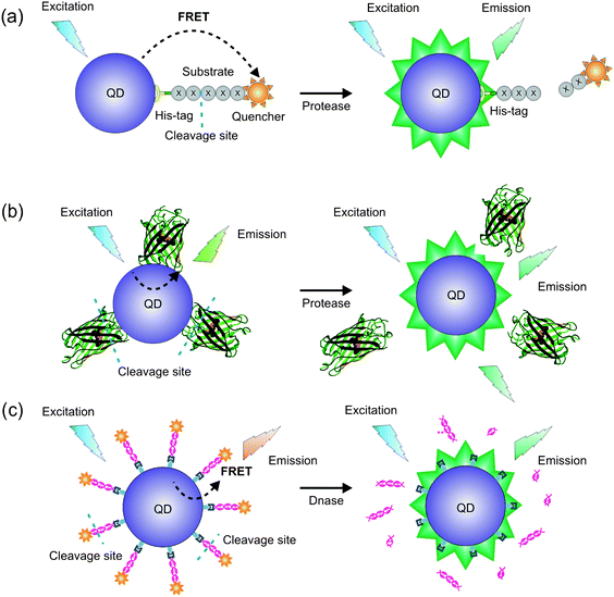 FRET-based QD bioprobes designed to give FRET changes on (a) proteolytic cleavage of the substrate leading to recovery of QD fluorescence;111 (b) cleavage of a GFP variant with an inserted sequence recognized by a protease (e.g. trypsin) to release GFP from the QD surface;113 (c) digestion of dsDNA (labelled with fluorescent dUTP) bound to a QD.113