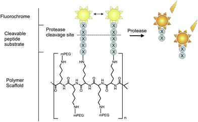 
            Peptide-based fluorescent reporter for protease sensing with a NIRF fluorochrome.