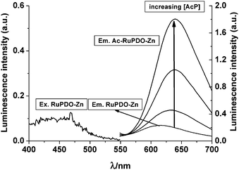 
            Excitation spectrum of RuPDO-Zn and emission spectra of RuPDO-Zn and the reaction product with AcP (AcP-RuPDO-Zn) after addition of increasing concentrations of AcP: 50 µmol L−1RuPDO, 0.5 mmol L−1Zn2+, 20 µmol L−1, 0.1 mmol L−1, 0.5 mmol L−1 of AcP, respectively, 40 mmol L−1HEPES buffer of pH 7.4, 60 min incubation at 37 °C. The emission spectrum of RuPDO closely matches the one of RuPDO-Zn and is almost invisible.